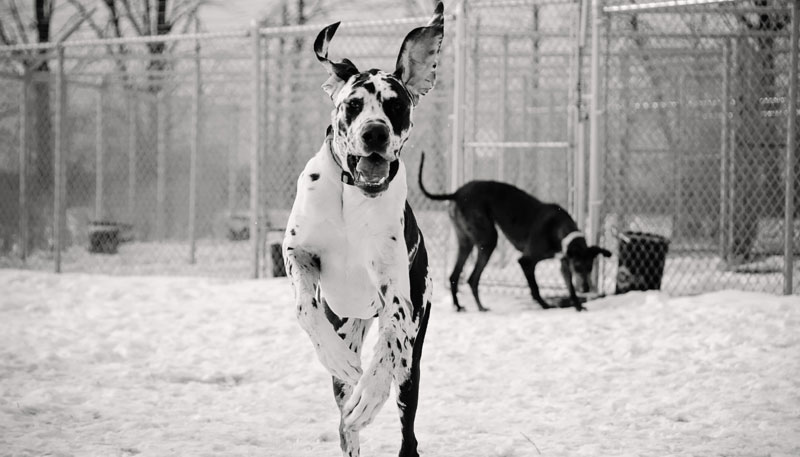 2 Great Danes, 'Shadow' & 'Stella' running free in 780's off-leash dog park. 2 Great Danes, 'Shadow' & 'Stella' running free in 780's off-leash dog park.