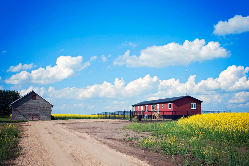 Blue sky and canola fields for a country setting. Blue sky and canola fields for a country setting.
