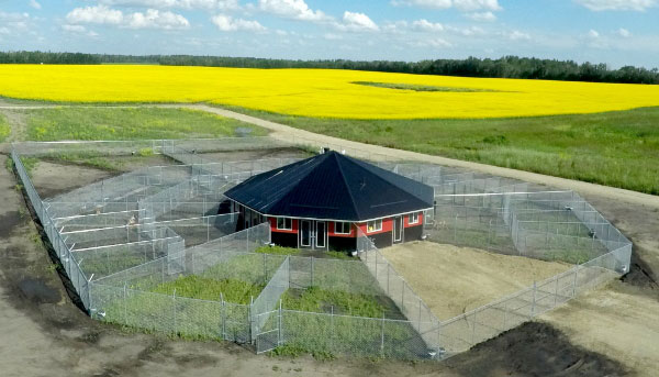 780's octagon dog kennels design 780's octagon dog kennels design