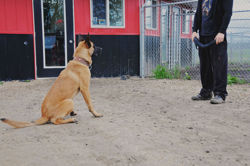 Advanced skills for bite work with a Belgian Malinois. Advanced skills for bite work with a Belgian Malinois.