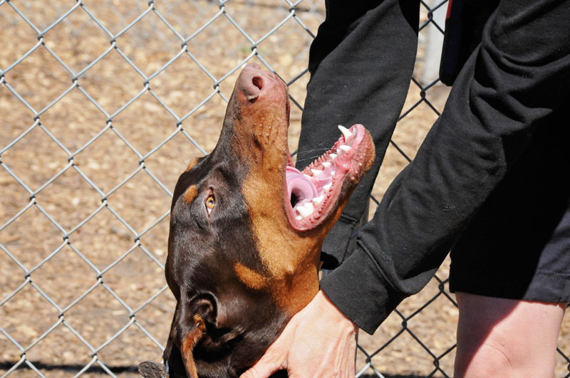 Aggression issues with a Doberman Aggression issues with a Doberman