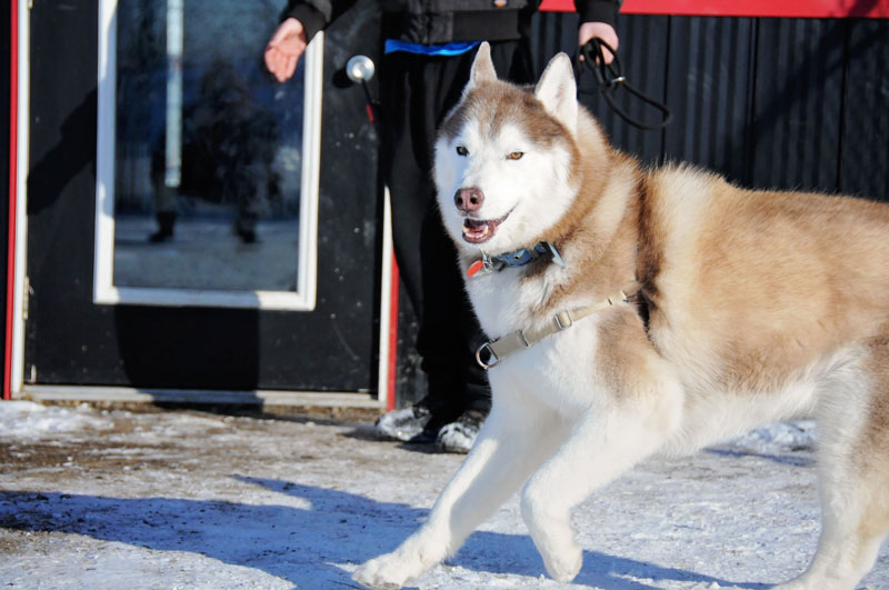 Alaskan Malamute learning to heel. Alaskan Malamute learning to heel.