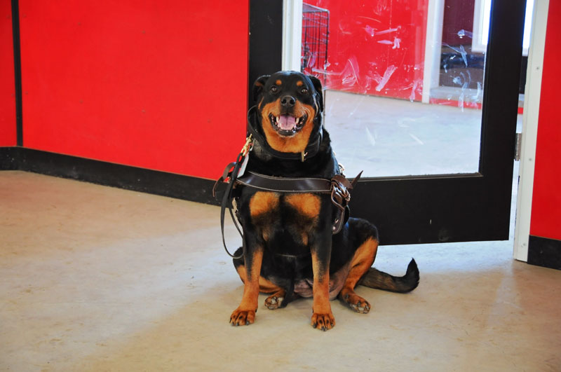 Alberta registered service Rottweiler dog practicing a sit. Alberta registered service Rottweiler dog practicing a sit.