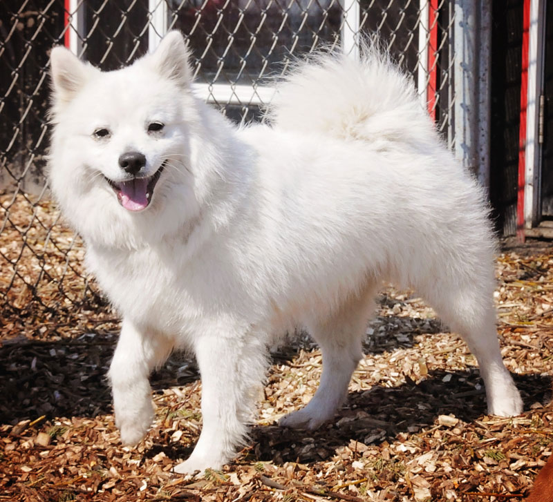 American Eskimo Pomeranian mix trotting. American Eskimo Pomeranian mix trotting.