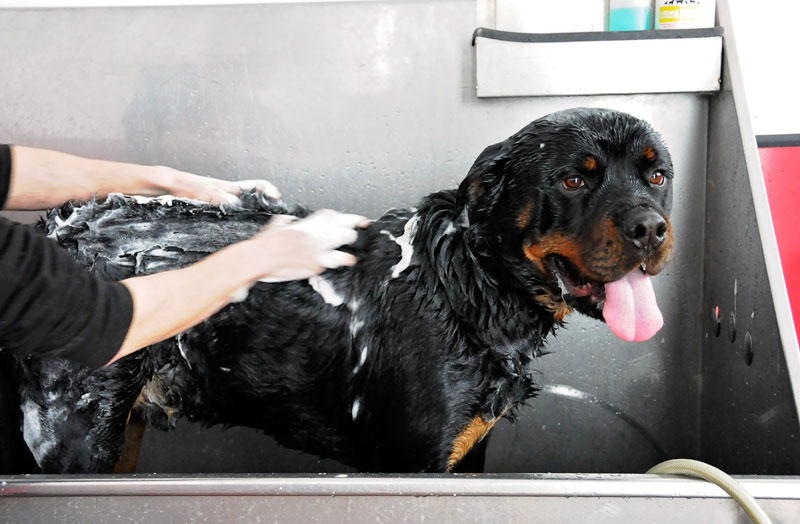 Bathing a Rottweiler in our grooming station before going home. Bathing a Rottweiler in our grooming station before going home.