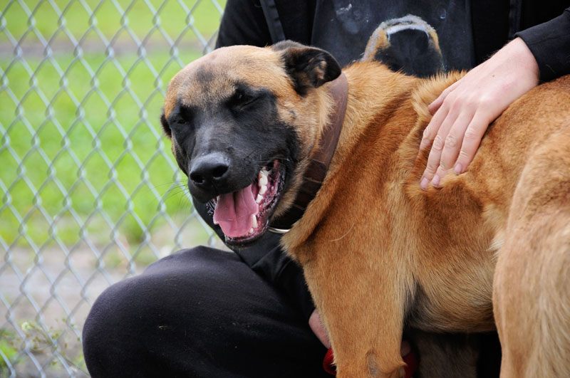 Belgian Malinois enrichment options. Belgian Malinois enrichment options.