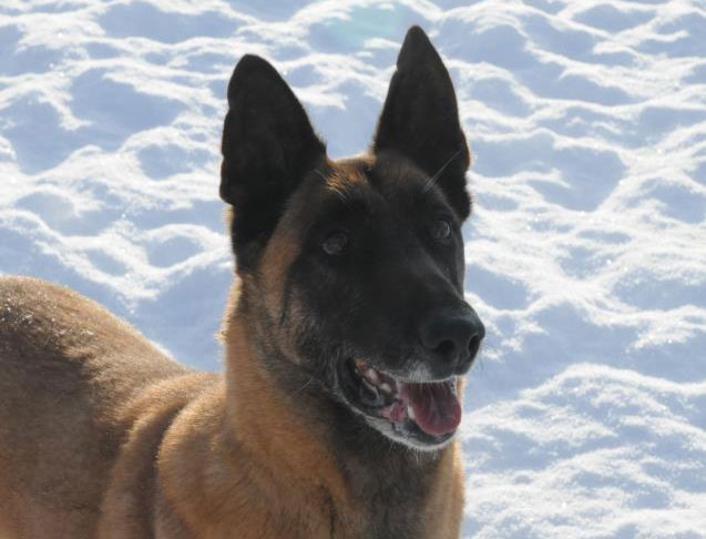 Belgian Malinois Search & Rescue Dog. Belgian Malinois Search & Rescue Dog.