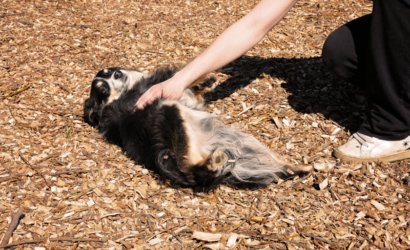 Belly rubs for Mini Australian Shepherd. Belly rubs for Mini Australian Shepherd.
