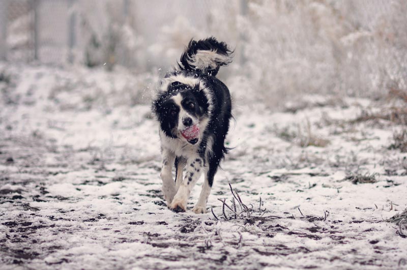Border Collie happy with his ball. Border Collie happy with his ball.