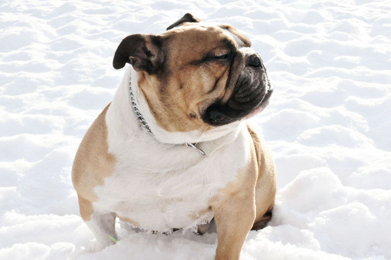 British Bulldog sitting happy. British Bulldog sitting happy.
