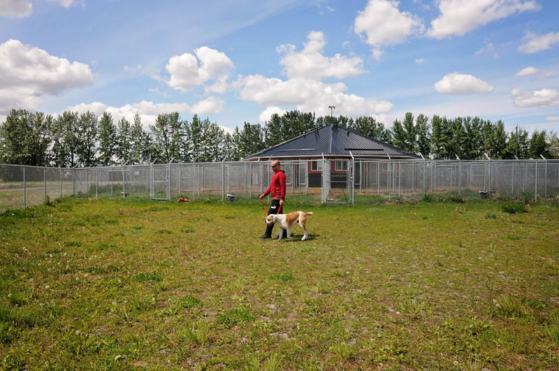 Bull Mastiff heeling with a dog trainer at 780 Kennels. Bull Mastiff heeling with a dog trainer at 780 Kennels.