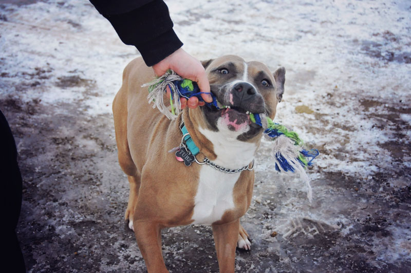 Canine biting re-directed to his tug toy. Canine biting re-directed to his tug toy.