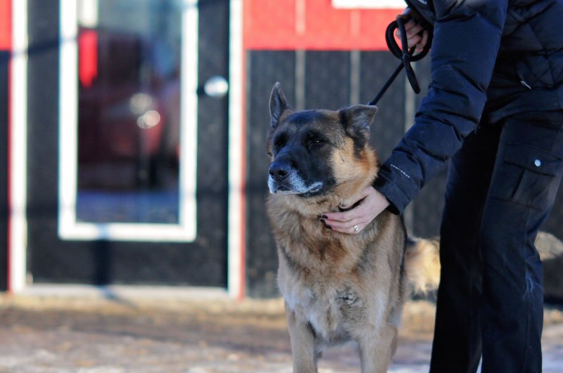 Canine good citizen testing with a Senior German Shepherd. Canine good citizen testing with a Senior German Shepherd.