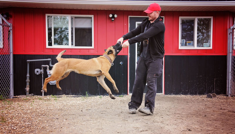 Certified Master Trainer playing tug with high-drive working dog. Certified Master Trainer playing tug with high-drive working dog.