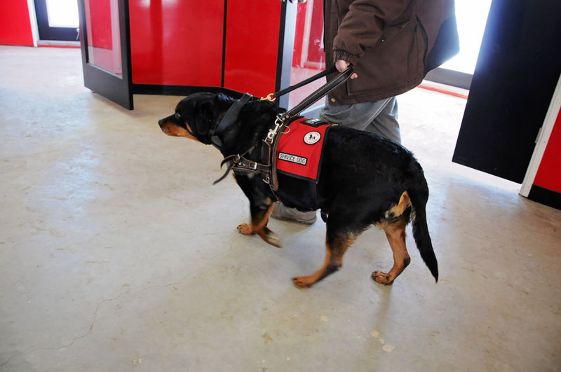Certified Service Dog heeling for her handler. Certified Service Dog heeling for her handler.