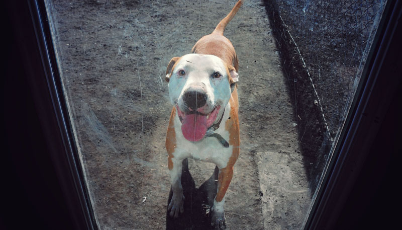 'Chico' enjoying extra unsupervised exercise time in his outdoor fenced area. 'Chico' enjoying extra unsupervised exercise time in his outdoor fenced area.