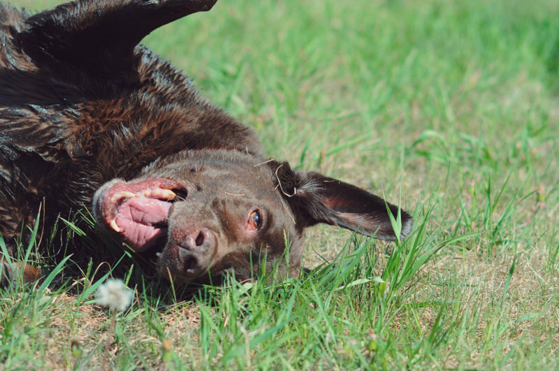 Chocolate Lab rolling on the grass after a bath. Chocolate Lab rolling on the grass after a bath.