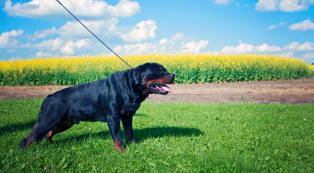 Commanding the stand with a Rottweiler on leash. Commanding the stand with a Rottweiler on leash.
