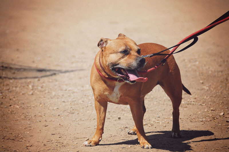 Dangerous kill shelter rehabilitation. Dangerous kill shelter rehabilitation.