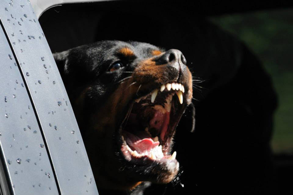 Dangerous Rottweiler dog training. Dangerous Rottweiler dog training.