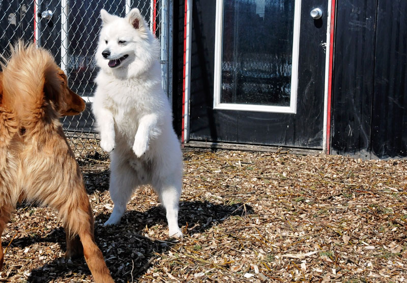 Dog excitability & control work Dog excitability & control work