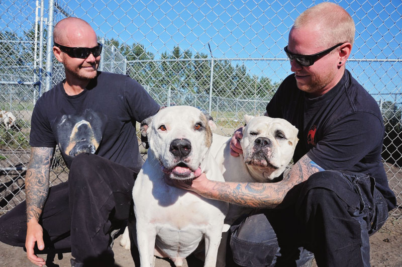 Dog trainers petting American Bulldogs. Dog trainers petting American Bulldogs.