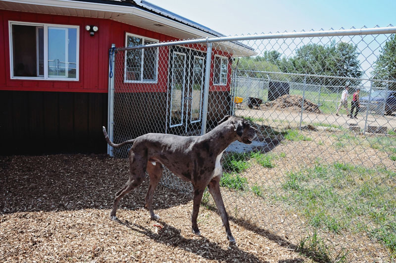 Feral dog training. Feral dog training.