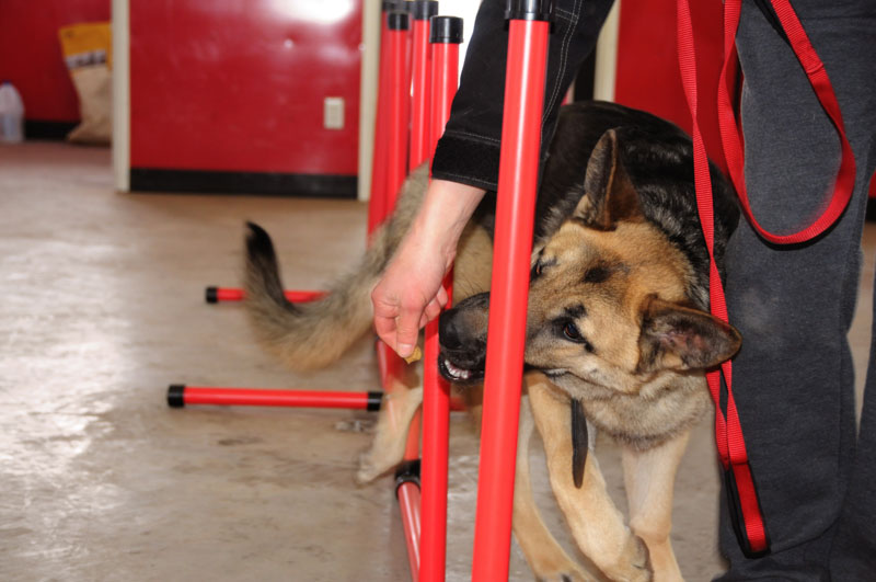 Following agility commands in weave poles with a German Shepherd. Following agility commands in weave poles with a German Shepherd.