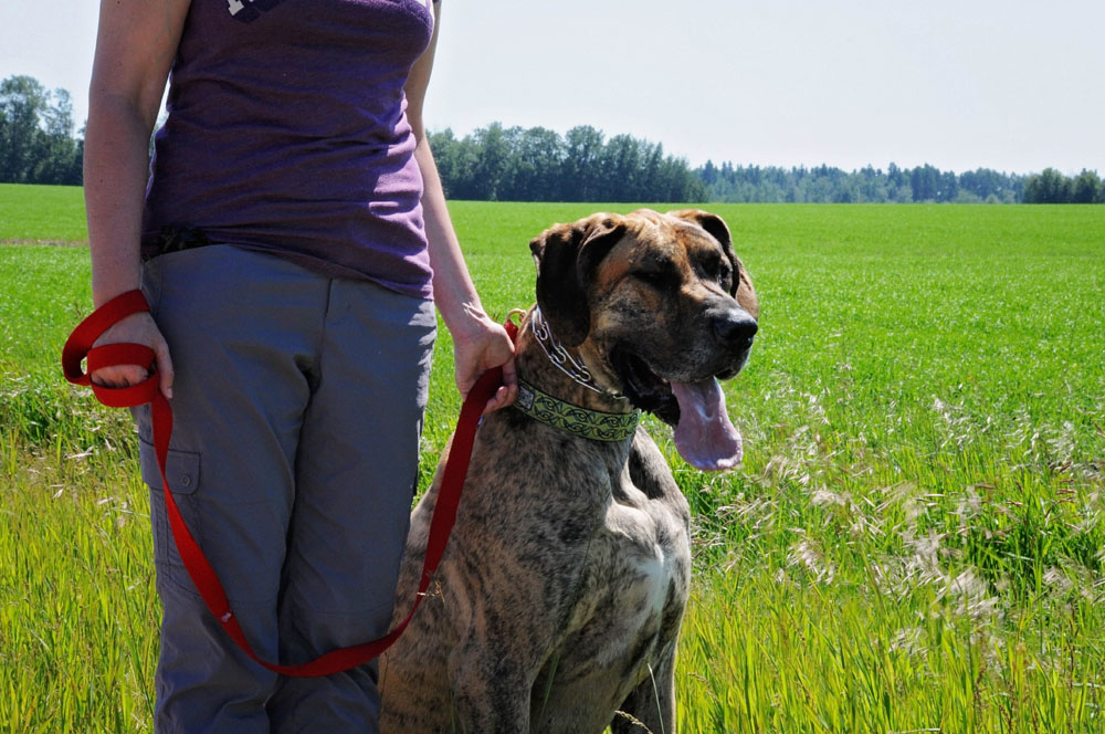 Free personal canine training with Great Dane, Axle. Free personal canine training with Great Dane, Axle.