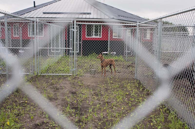German Pointer boarding at 780 Kennels. German Pointer boarding at 780 Kennels.