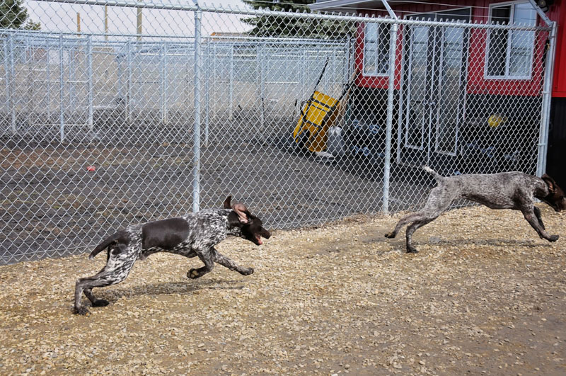 German Pointer gun dogs training at 780 Kennels. German Pointer gun dogs training at 780 Kennels.