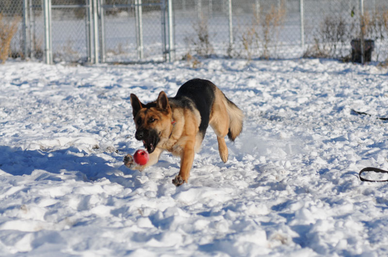 German Shepherd training with ball play in the Edmonton area. German Shepherd training with ball play in the Edmonton area.