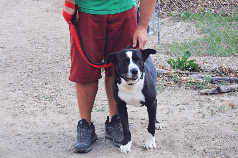 Getting help with a rescue canine. Getting help with a rescue canine.