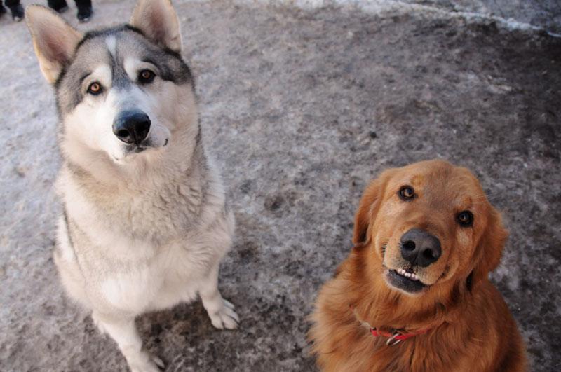 Giant Alaskan Malamute and Golden Retriever sitting. Giant Alaskan Malamute and Golden Retriever sitting.