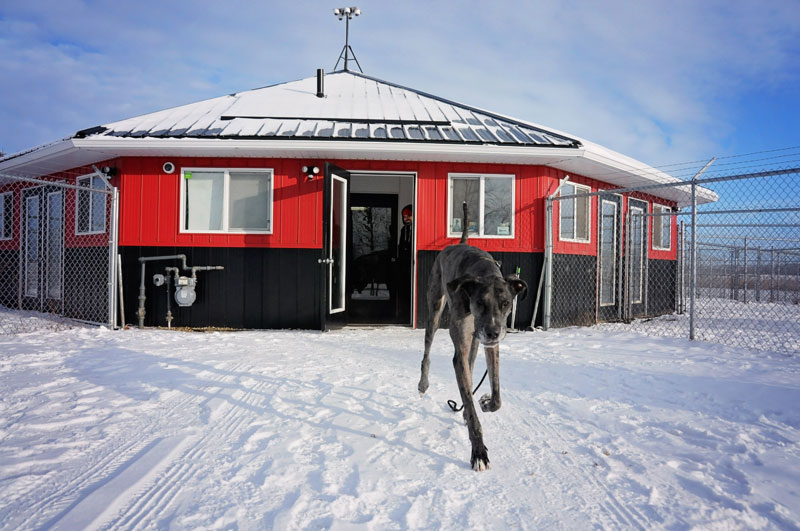 Great Dane come command during boarding & training. Great Dane come command during boarding & training.