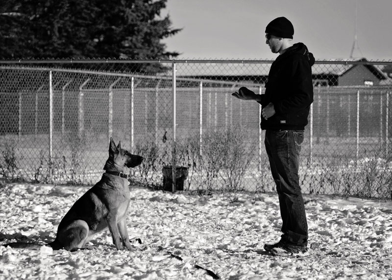 High drive German Shepherd sit command with his trainer. High drive German Shepherd sit command with his trainer.