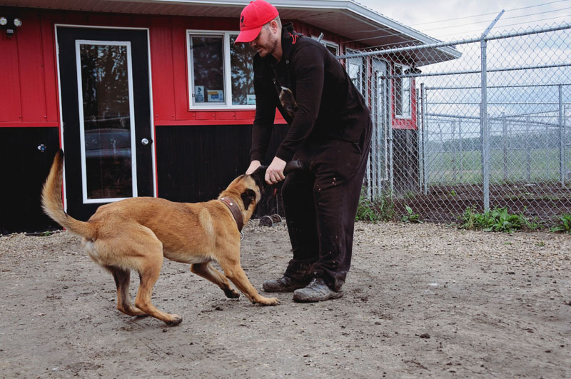 How to tug and play with a security dog at 780 Kennels How to tug and play with a security dog at 780 Kennels