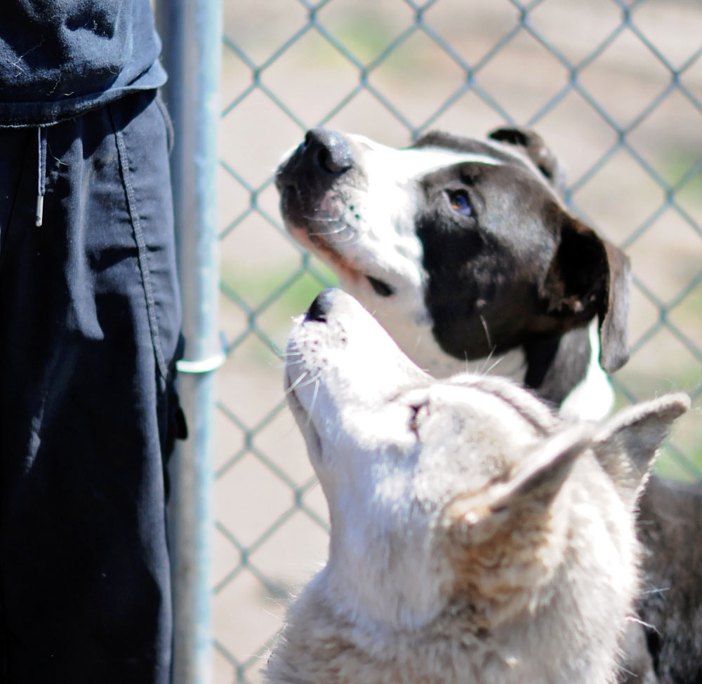 Husky & Pitty focusing on their leader. Husky & Pitty focusing on their leader.