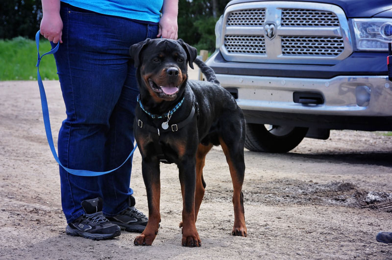 Ignoring distractions while on leash with a Rottweiler. Ignoring distractions while on leash with a Rottweiler.
