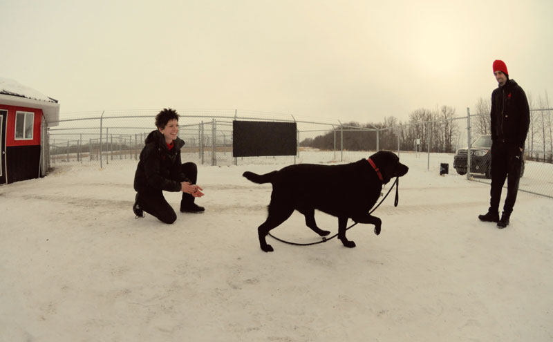 Improving techniques for the recall command with a Labrador Retriever Improving techniques for the recall command with a Labrador Retriever