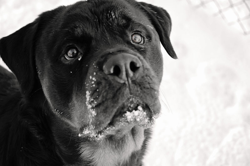 Increasing focus with a Rottweiler. Increasing focus with a Rottweiler.