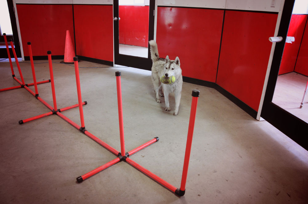 Indoor agility obstacle course with Loki learning the weaving poles. Indoor agility obstacle course with Loki learning the weaving poles.