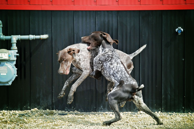 Introducing a new German Pointer to the bird dog pack. Introducing a new German Pointer to the bird dog pack.