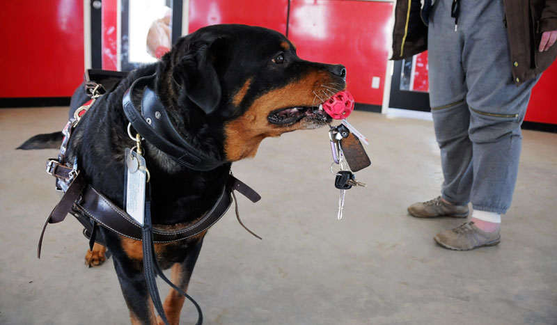 Introducing the new task of picking up keys with a certified service dog. Introducing the new task of picking up keys with a certified service dog.