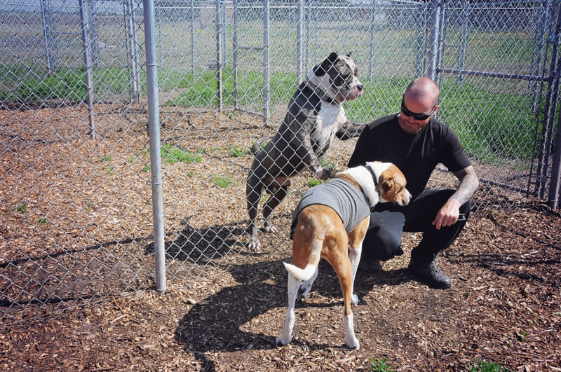 K9 thunder vest in action. K9 thunder vest in action.