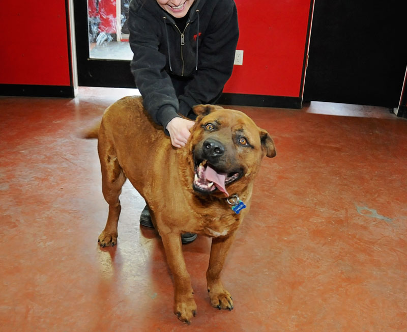 Large breed dog & trainer working together. Large breed dog & trainer working together.