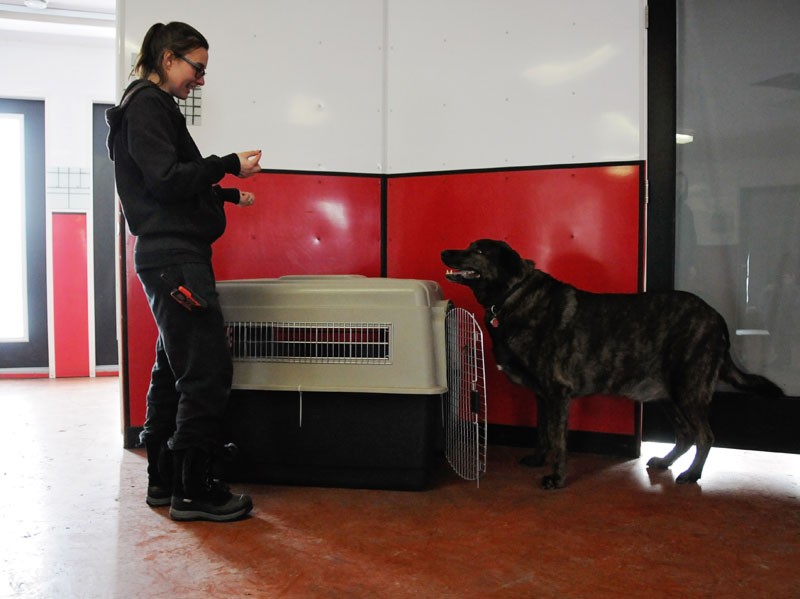 Large breed mix crating training lessons. Large breed mix crating training lessons.