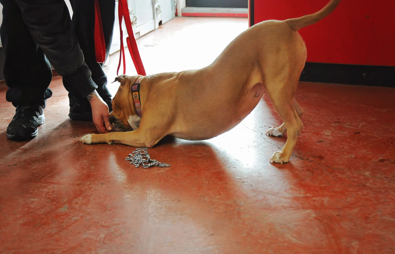 Learning the down command for treat rewards. Learning the down command for treat rewards.
