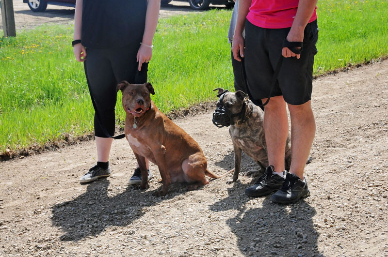Much needed muzzle work with Pitbulls. Much needed muzzle work with Pitbulls.