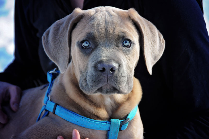 New puppy walking harness lessons with a Mastiff. New puppy walking harness lessons with a Mastiff.
